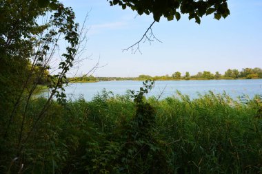Sahilin alışılmadık ve güzel doğası, Samara Nehri körfezi. Yeşil sazlar, ağaçlar, çalılar, Dnipro, Ukrayna 'da beyaz kum..