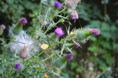 Beautiful and unusual plants, medicinal and medicinal herbs with thorns, prickly and with purple flowers growing in the forest of Dnipro city, Ukraine. clipart