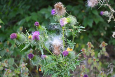 Beautiful and unusual plants, medicinal and medicinal herbs with thorns, prickly and with purple flowers growing in the forest of Dnipro city, Ukraine. clipart