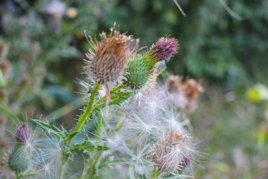 Güzel ve sıra dışı bitkiler, dikenli, dikenli ve mor çiçekli şifalı bitkiler Ukrayna 'nın Dinyeper şehrinde yetişiyor..