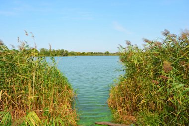 Güzel ve canlı doğa, Samara Nehri, Dnipro, yeşil su ve yeşil sazlıklar ile Ukrayna.