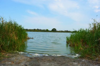 Sahilin alışılmadık ve güzel doğası, Samara Nehri körfezi. Yeşil sazlar, ağaçlar, çalılar, Dnipro, Ukrayna 'da beyaz kum..