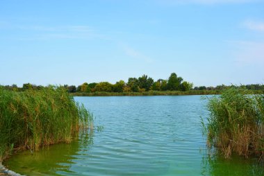 Sahilin alışılmadık ve güzel doğası, Samara Nehri körfezi. Yeşil sazlar, ağaçlar, çalılar, Dnipro, Ukrayna 'da beyaz kum..