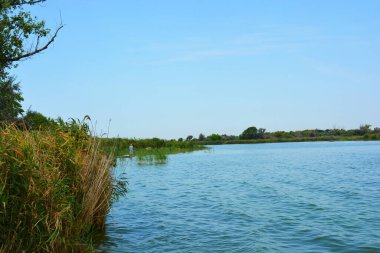 Sahilin alışılmadık ve güzel doğası, Samara Nehri körfezi. Yeşil sazlar, ağaçlar, çalılar, Dnipro, Ukrayna 'da beyaz kum..