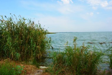 Sahilin alışılmadık ve güzel doğası, Samara Nehri körfezi. Yeşil sazlar, ağaçlar, çalılar, Dnipro, Ukrayna 'da beyaz kum..