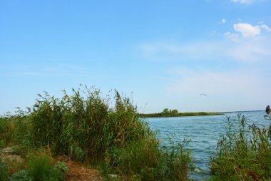 Sahilin alışılmadık ve güzel doğası, Samara Nehri körfezi. Yeşil sazlar, ağaçlar, çalılar, Dnipro, Ukrayna 'da beyaz kum..