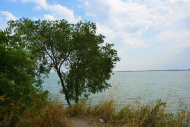 Sahilin alışılmadık ve güzel doğası, Samara Nehri körfezi. Yeşil sazlar, ağaçlar, çalılar, Dnipro, Ukrayna 'da beyaz kum..