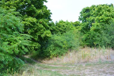 Güzel doğa, sıra dışı kozalaklı ve yaprak döken ağaçlar Ukrayna 'nın Dnipro şehrinde yetişiyor. Ormanda güzel, ince ve çarpık yollar, bitkiler, büyük çalılar, büyük ağaçlı bir açıklık..