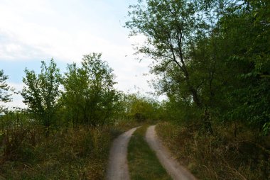 Güzel doğa, sıra dışı kozalaklı ve yaprak döken ağaçlar Ukrayna 'nın Dnipro şehrinde yetişiyor. Ormanda güzel, ince ve çarpık yollar, bitkiler, büyük çalılar, büyük ağaçlı bir açıklık..