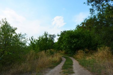 Güzel doğa, sıra dışı kozalaklı ve yaprak döken ağaçlar Ukrayna 'nın Dnipro şehrinde yetişiyor. Ormanda güzel, ince ve çarpık yollar, bitkiler, büyük çalılar, büyük ağaçlı bir açıklık..