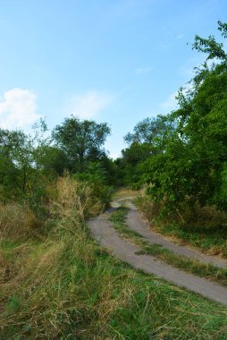 Güzel doğa, sıra dışı kozalaklı ve yaprak döken ağaçlar Ukrayna 'nın Dnipro şehrinde yetişiyor. Ormanda güzel, ince ve çarpık yollar, bitkiler, büyük çalılar, büyük ağaçlı bir açıklık..