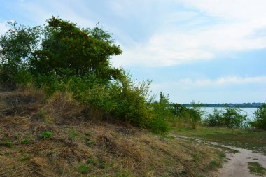 Güzel doğa, sıra dışı kozalaklı ve yaprak döken ağaçlar Ukrayna 'nın Dnipro şehrinde yetişiyor. Ormanda güzel, ince ve çarpık yollar, bitkiler, büyük çalılar, büyük ağaçlı bir açıklık..