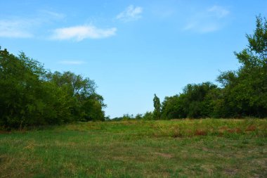 Güzel doğa, sıra dışı kozalaklı ve yaprak döken ağaçlar Ukrayna 'nın Dnipro şehrinde yetişiyor. Ormanda güzel, ince ve çarpık yollar, bitkiler, büyük çalılar, büyük ağaçlı bir açıklık..
