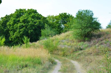 Güzel doğa, sıra dışı kozalaklı ve yaprak döken ağaçlar Ukrayna 'nın Dnipro şehrinde yetişiyor. Ormanda güzel, ince ve çarpık yollar, bitkiler, büyük çalılar, büyük ağaçlı bir açıklık..