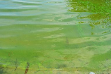 Dnipro City, Ukrayna 'daki Samara Nehri. Bir sürü yeşil çiçek açan su, yeşil su arka planı.