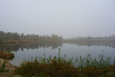 Canlı doğa, büyük yeşil çalılıklar, Dnipro, Ukrayna 'da temiz ve berrak suyla dolu bir gölde büyüyen sarı sazlıklar..