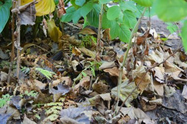 Sonbahar sarısı, turuncu, yeşil ağaçların yaprakları yerde bulunur..