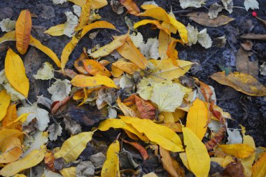 Sonbahar sarısı, turuncu, yeşil ağaçların yaprakları yerde bulunur..