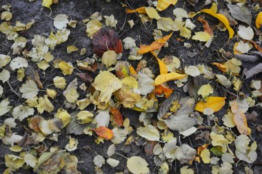 Sonbahar sarısı, turuncu, yeşil ağaçların yaprakları yerde bulunur..