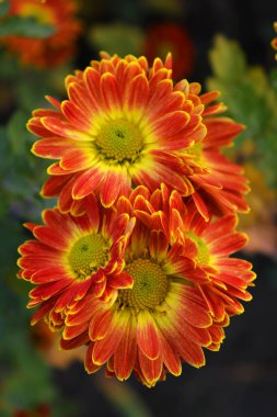 Parlak, güzel doğa, sokak bitkileri, manzara tasarımı. Parlak kırmızı, sarı, turuncu kasımpatı çiçekleri sokak çitleri boyunca büyüyor..