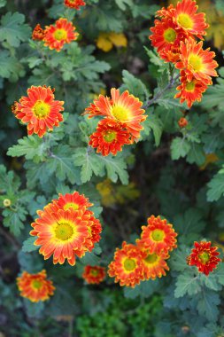 Parlak, güzel doğa, sokak bitkileri, manzara tasarımı. Parlak kırmızı, sarı, turuncu kasımpatı çiçekleri sokak çitleri boyunca büyüyor..