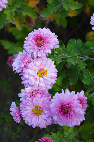 Яркая, красивая природа, уличные растения, ландшафтный дизайн. Ярко-белый, фиолетовый, пушистый пушистый хризантемы цветы растут вдоль улицы забор.