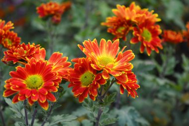 Parlak, güzel doğa, sokak bitkileri, manzara tasarımı. Parlak kırmızı, sarı, turuncu kasımpatı çiçekleri sokak çitleri boyunca büyüyor..