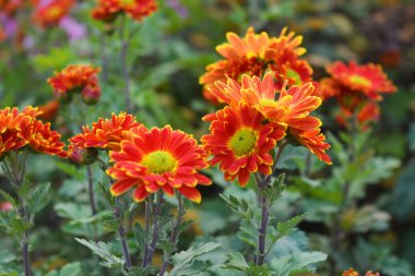 Parlak, güzel doğa, sokak bitkileri, manzara tasarımı. Parlak kırmızı, sarı, turuncu kasımpatı çiçekleri sokak çitleri boyunca büyüyor..
