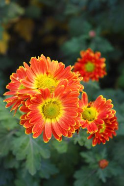 Parlak, güzel doğa, sokak bitkileri, manzara tasarımı. Parlak kırmızı, sarı, turuncu kasımpatı çiçekleri sokak çitleri boyunca büyüyor..