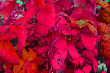 Sanat işlemelerinde güzel parlak ahududu yaprakları farklı renklerde ve renklerde, standart olmayan arka planda.