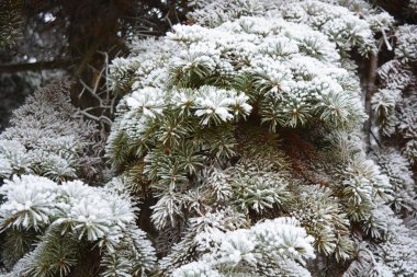 Güzel yeşil çam dalları, köknar, beyaz karla kaplı iğneler, beyaz don.