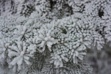 Güzel yeşil çam dalları, köknar, beyaz karla kaplı iğneler, beyaz don.