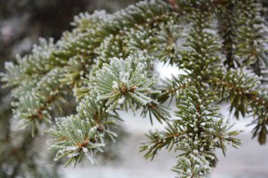 Güzel yeşil çam dalları, köknar, beyaz karla kaplı iğneler, beyaz don.