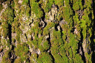 Güneş ışınları altında parlak renkli bir doğa. Yaşlı, derin ağaç kabuğu kalın bir yosun tabakasıyla.