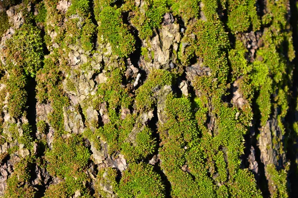 Güneş ışınları altında parlak renkli bir doğa. Yaşlı, derin ağaç kabuğu kalın bir yosun tabakasıyla.