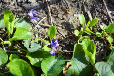 Güzel bahar doğası, parlak mor sokak menekşelerinin çiçekleri ev bahçesinde güneş ışığı altında büyüyor..