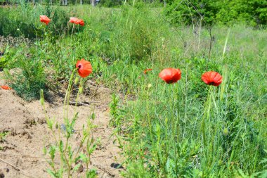Parlak renkli hava, yeşil tarlalar, güneş ışınlarındaki güzel vadiler. Yeşil uzun otların arasında büyüyen büyük bir çiçek, kırmızı gelincik filizleniyor..