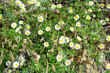 Güzel, parlak doğa, bozkır, şifalı çiçekler ve bitkiler. Bahçenin çimlerinde büyüyen bir sürü küçük beyaz papatya, çiçeklerden bir halı, yabani otlar ve yabani otlarla dolu çiçek arkaplanı..