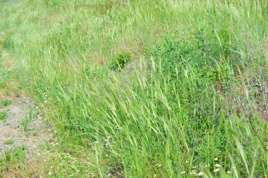 Geniş bozkırlı, güzel, parlak bir doğa. Bir çayır dolusu karışık ot. Uzun, sulu yeşil, açık yeşil çimenler güneş ışığı altında çayırlarda yetişir..