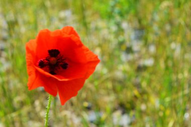 Parlak renkli hava, yeşil tarlalar, güneş ışınlarındaki güzel vadiler. Yeşil uzun otların arasında büyüyen büyük bir çiçek, kırmızı gelincik filizleniyor..