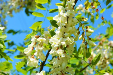 Güzel, parlak doğa, güneşin altında tarlada büyüyen ağaçlar. Beyaz çiçek açan akasya, küçük yeşil yapraklı dallarda yetişen çiçek kümeleri mavi gökyüzünün arka planında, yeşil bozkır.