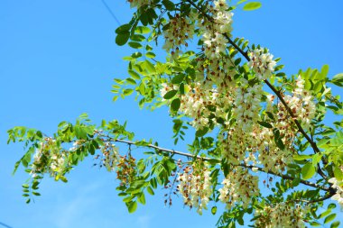 Güzel, parlak doğa, güneşin altında tarlada büyüyen ağaçlar. Beyaz çiçek açan akasya, küçük yeşil yapraklı dallarda yetişen çiçek kümeleri mavi gökyüzünün arka planında, yeşil bozkır.