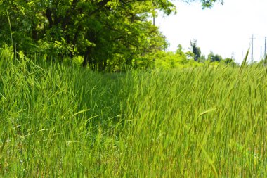 Güzel, parlak doğa, uzun ağaçlar, güneş ışığıyla aydınlatılmış uzun yeşil çimenler..