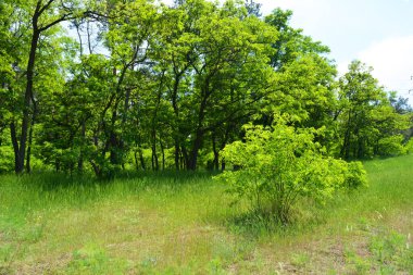 Güzel, parlak doğa, uzun ağaçlar, güneş ışığıyla aydınlatılmış uzun yeşil çimenler..
