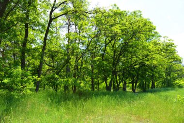 Güzel, parlak doğa, uzun ağaçlar, güneş ışığıyla aydınlatılmış uzun yeşil çimenler..