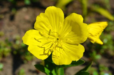 Aktif güneş ışınlarıyla güzel, parlak bir hava. Çayırlarda yetişen koyu yeşil yapraklı büyük sarı çiçek tomurcukları..