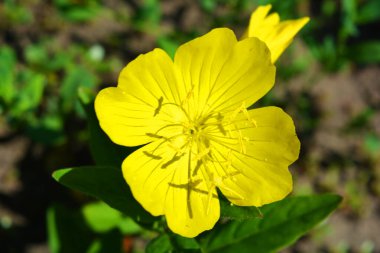 Aktif güneş ışınlarıyla güzel, parlak bir hava. Çayırlarda yetişen koyu yeşil yapraklı büyük sarı çiçek tomurcukları..