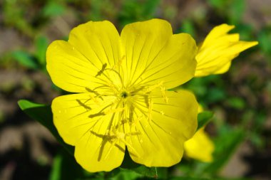 Aktif güneş ışınlarıyla güzel, parlak bir hava. Çayırlarda yetişen koyu yeşil yapraklı büyük sarı çiçek tomurcukları..