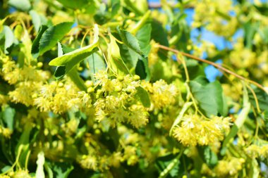 Güzel doğa, güneşli yaz havası. Parlak sarı çiçekler, yeşil yapraklı çiçekli ıhlamur ağacı mavi gökyüzüne karşıdır..