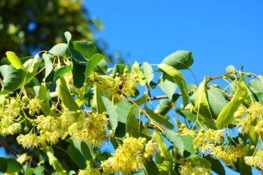 Güzel doğa, güneşli yaz havası. Parlak sarı çiçekler, yeşil yapraklı çiçekli ıhlamur ağacı mavi gökyüzüne karşıdır..